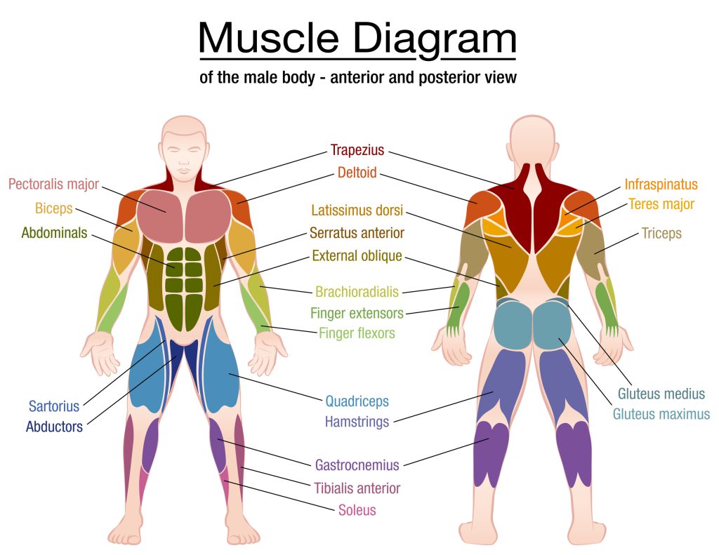 Male muscles diagram