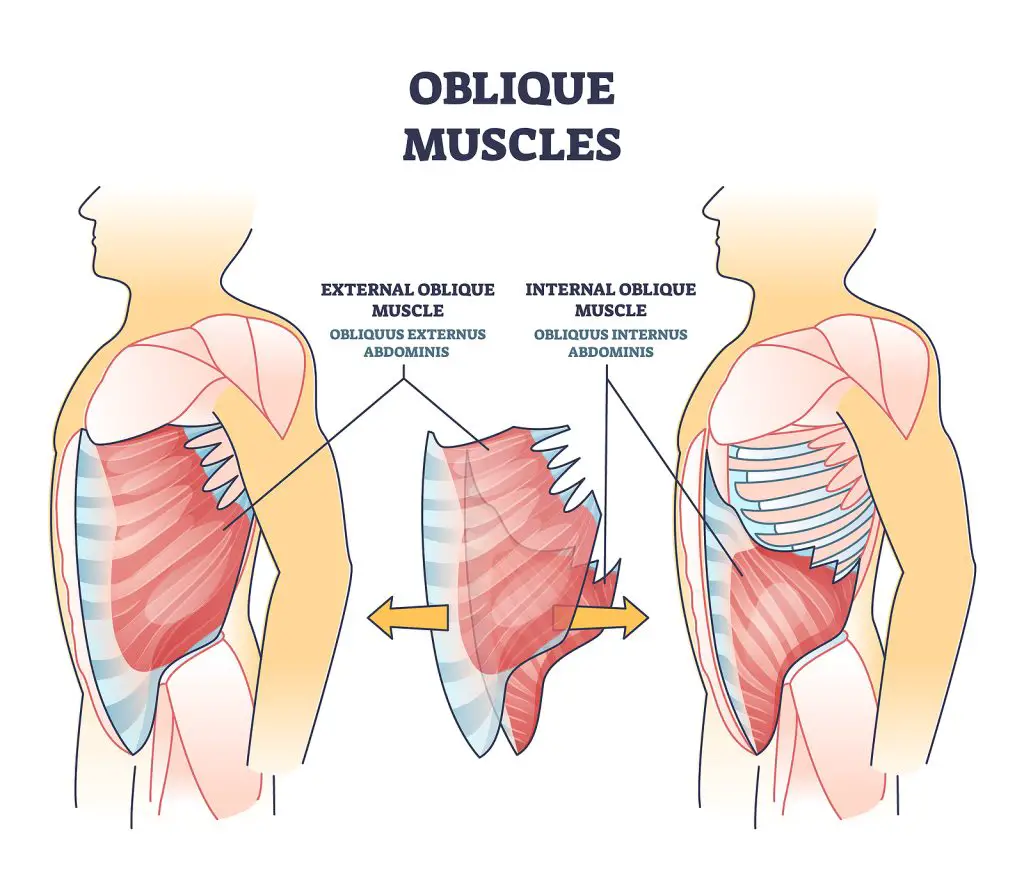 Oblique Muscles And Human Inner Skeletal And Muscular System Out