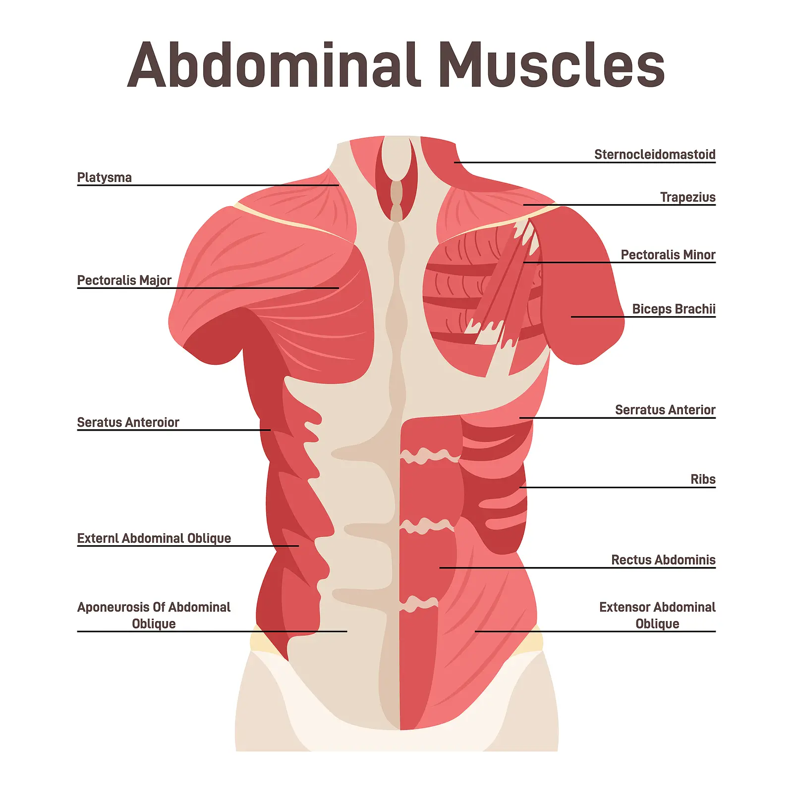 Abdominal Muscle System. Pectoralis Major Muscle, Muscles