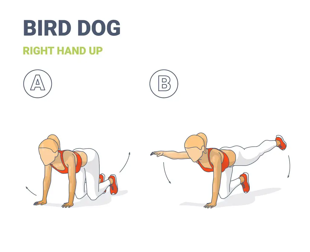 Female Doing Bird Dog Workout Exercise Guide Colorful Concept Il