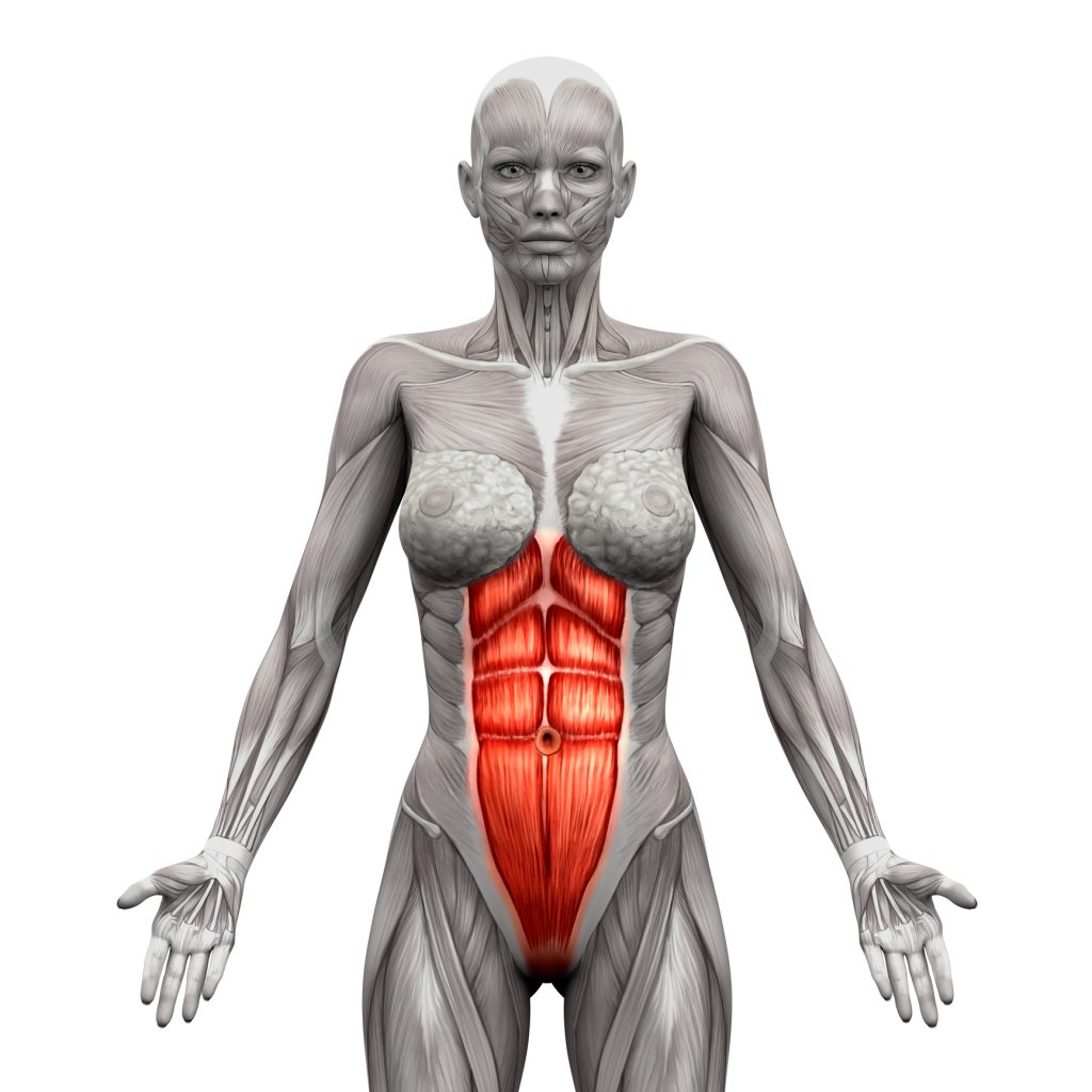 Rectus Abdominis Abdominal Muscles Anatomy Muscles isolated Female