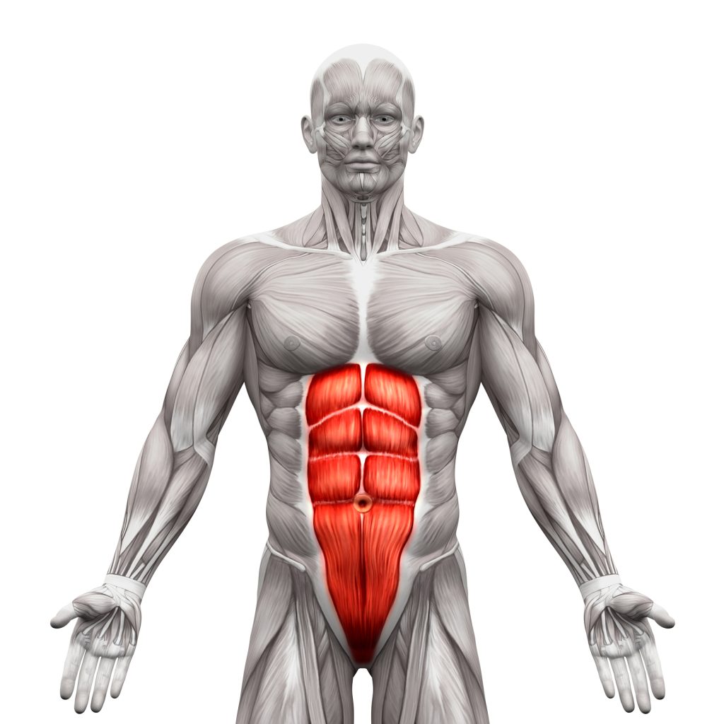 Rectus Abdominis Abdominal Muscles Anatomy Muscles isolated Male